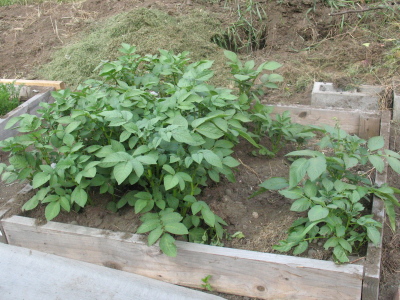 It'll be nice to have several varieties of onions growing.